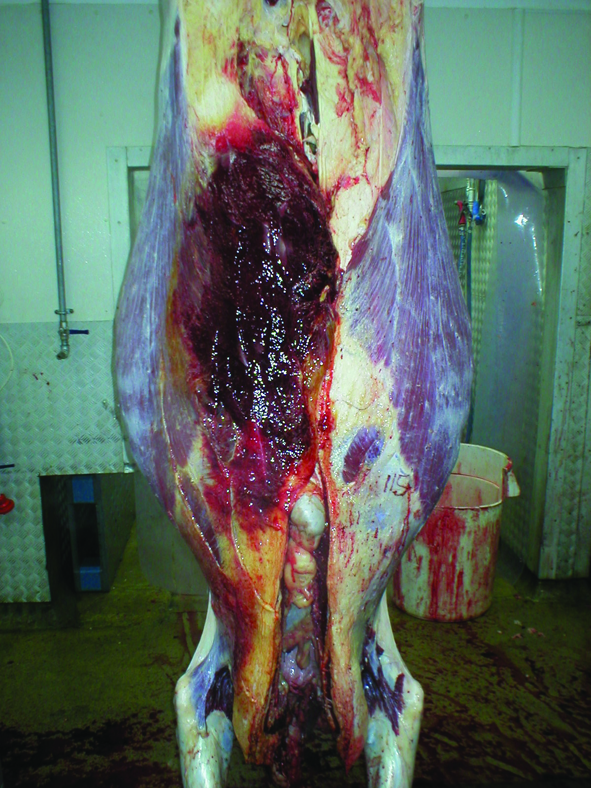 Carcase showing bruising. Image copyright of Andy Grist, University of Bristol.